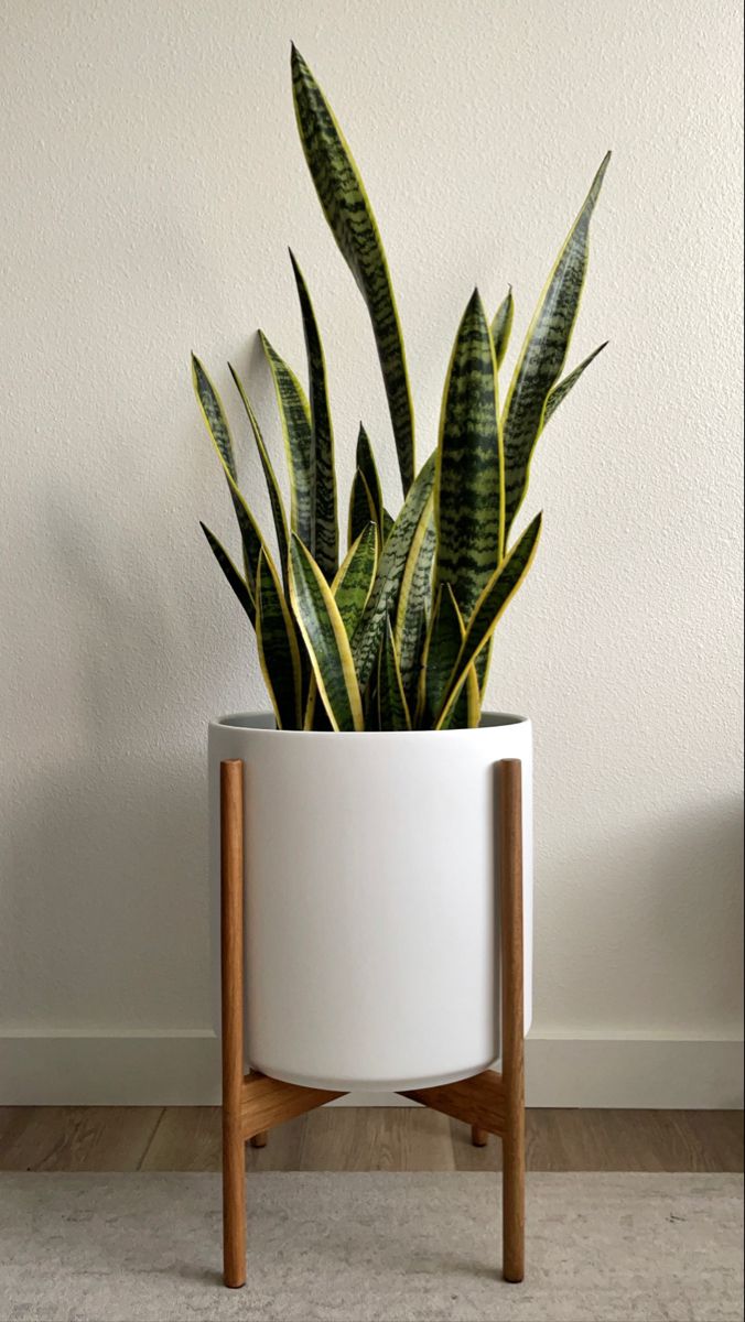 Vaso de plantas decorativo